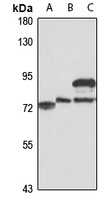 SLC13A4 antibody