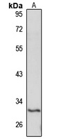 SLC17A5 antibody