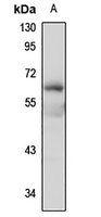 SLC17A7 antibody