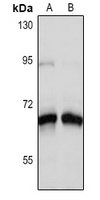 SLC18A3 antibody