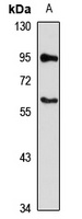 SLC19A1 antibody