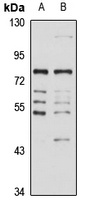 SLC23A1 antibody