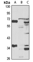 SLC23A2 antibody