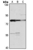 Anti-SLC26A2 Antibody