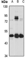 SLC30A6 antibody