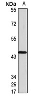 SLC35D3 antibody