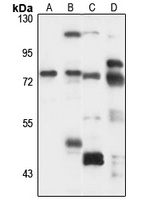 SLC37A2 antibody