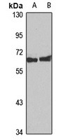 SLC38A3 antibody