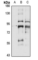 SLC44A2 antibody
