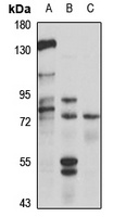 SLC44A4 antibody