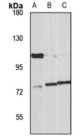SLC4A1 antibody