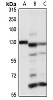 SLC4A8 antibody