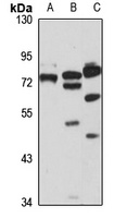 SLC5A11 antibody