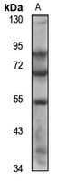 SLC5A12 antibody