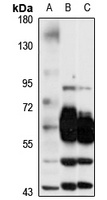 Anti-GAT3 Antibody