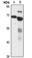 Anti-SERT Antibody