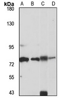 SLC6A9 antibody