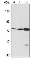 SLC7A2 antibody