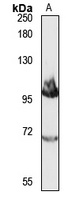 Anti-NCX2 Antibody