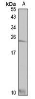 Anti-SLURP1 Antibody
