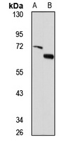 SMAD1/5/9 antibody