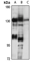 SMC5 antibody