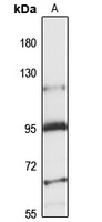 N-SMase3 antibody
