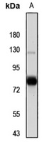 Smurf1 antibody