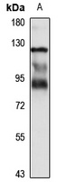 Smurf2 antibody
