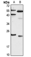SNAP23 antibody