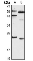 Anti-SNAP23 Antibody