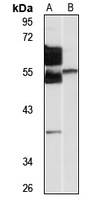 SNAP43 antibody