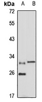 Anti-EAP30 Antibody