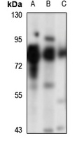 Anti-SNX9 Antibody