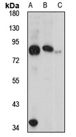 Anti-SOGA1 Antibody