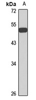Anti-SOX1 Antibody