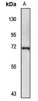 Sox-13 antibody