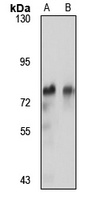 Sp4 antibody