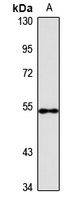 Spastin antibody