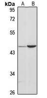 Testican-3 antibody