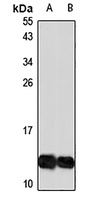 Anti-SPRR1A Antibody