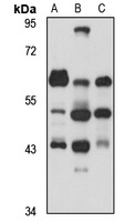 SRCRB4D antibody