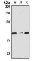 SRRM1 antibody