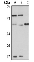 Sialyltransferase 7E antibody
