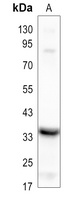 Stanniocalcin 1 antibody