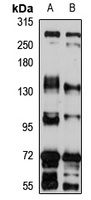 STIL antibody