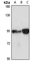 Anti-Stim1 Antibody