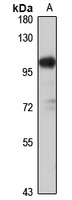 Stim2 antibody