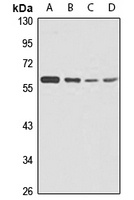 Anti-STK4 Antibody