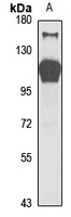 Anti-Striatin-3 Antibody